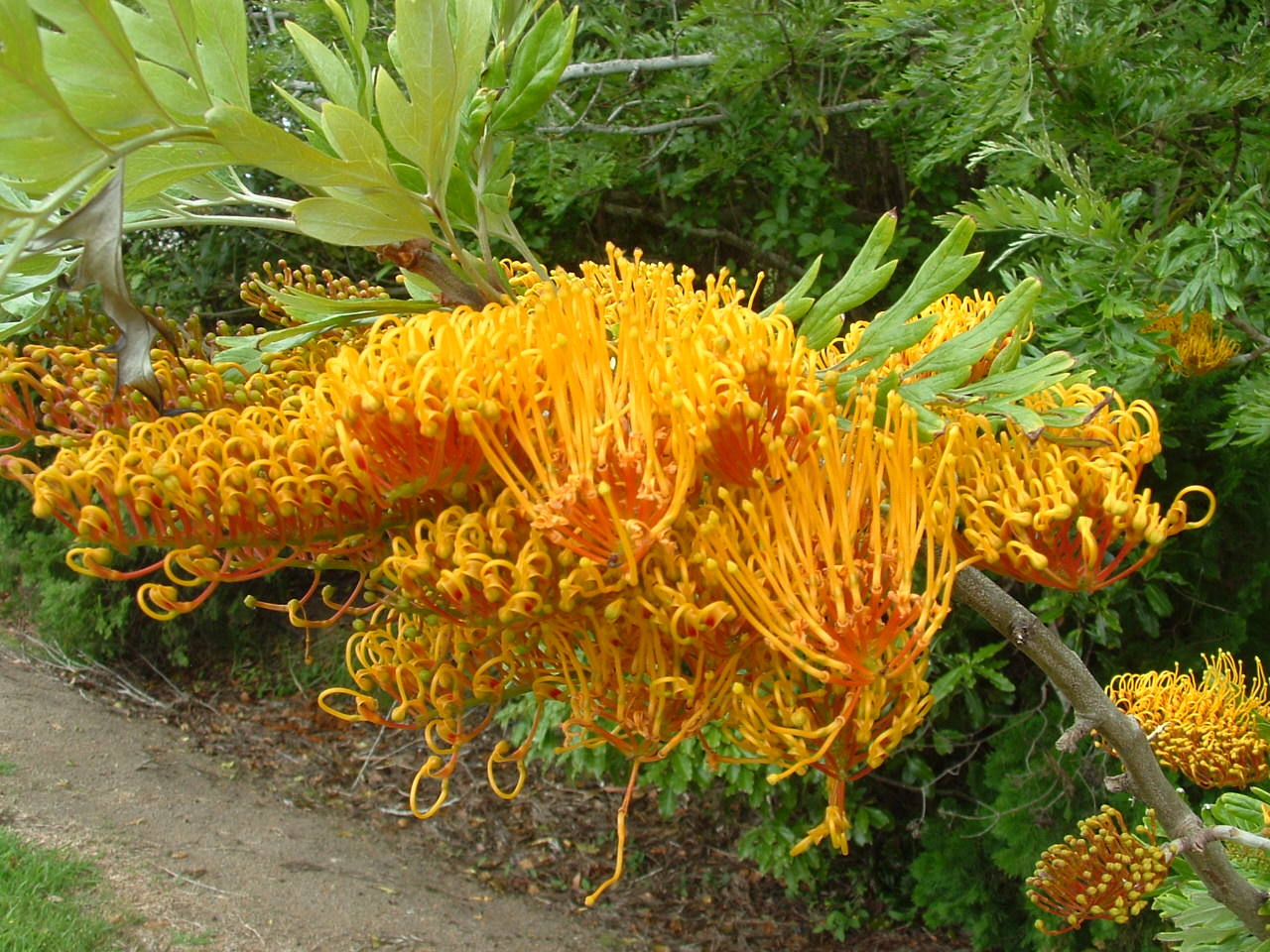 grevillea-robusta.jpg