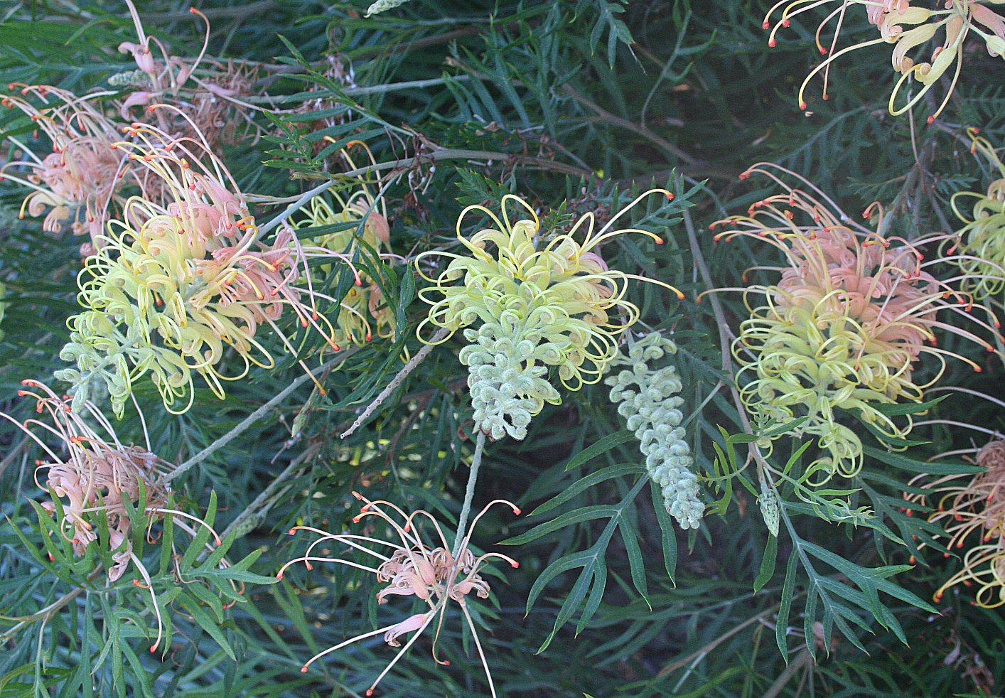 Grevillea_Peaches_and_Cream_Oldes_3_smaller.jpg