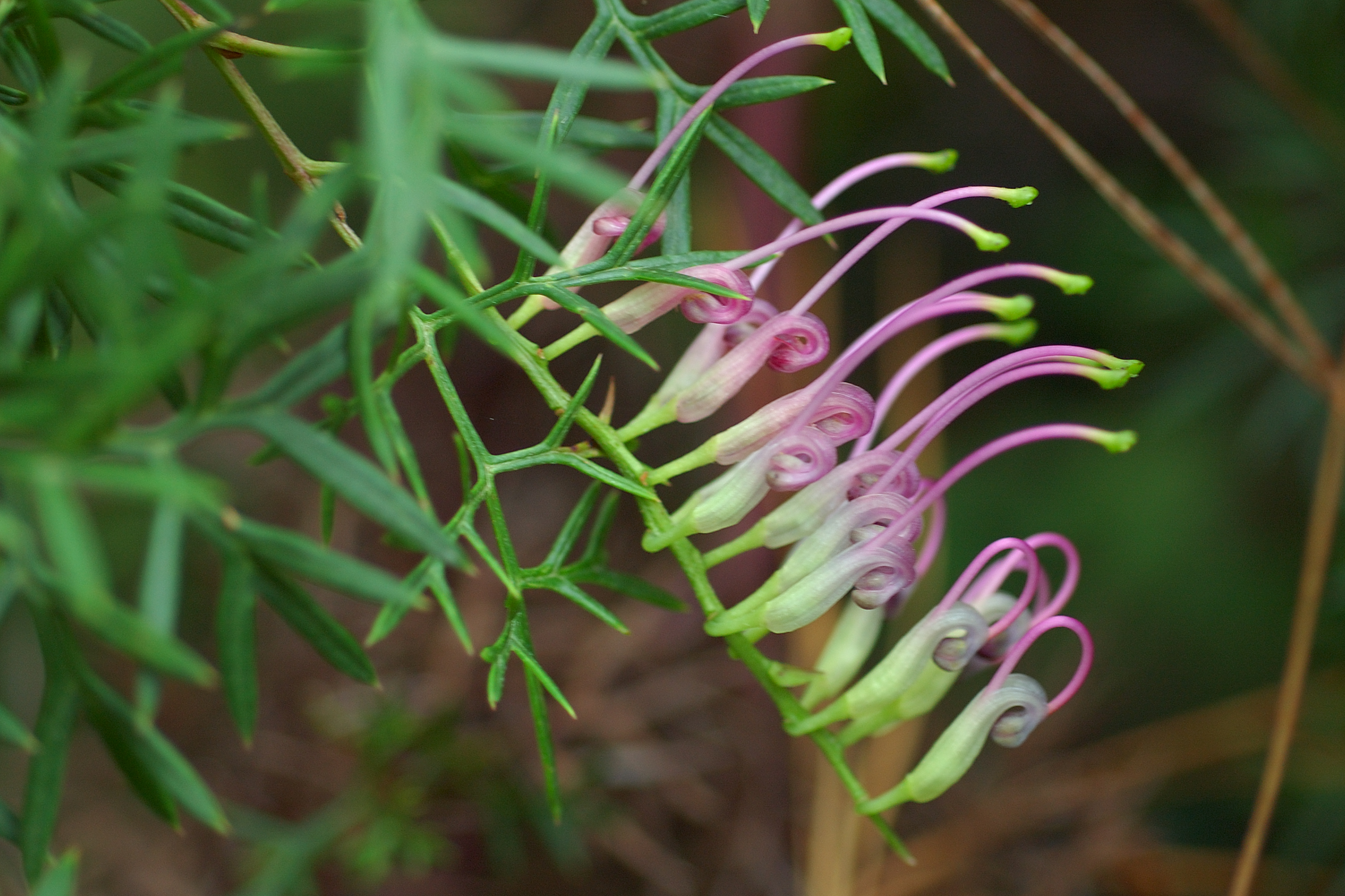 Grevillea_rivularis.jpg