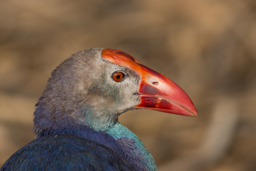 Grey-headed_Swamphen1.jpg