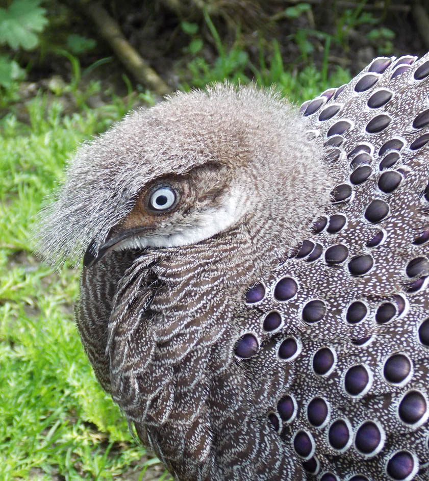 grey_peacock_pheasant_face_smaller.jpg