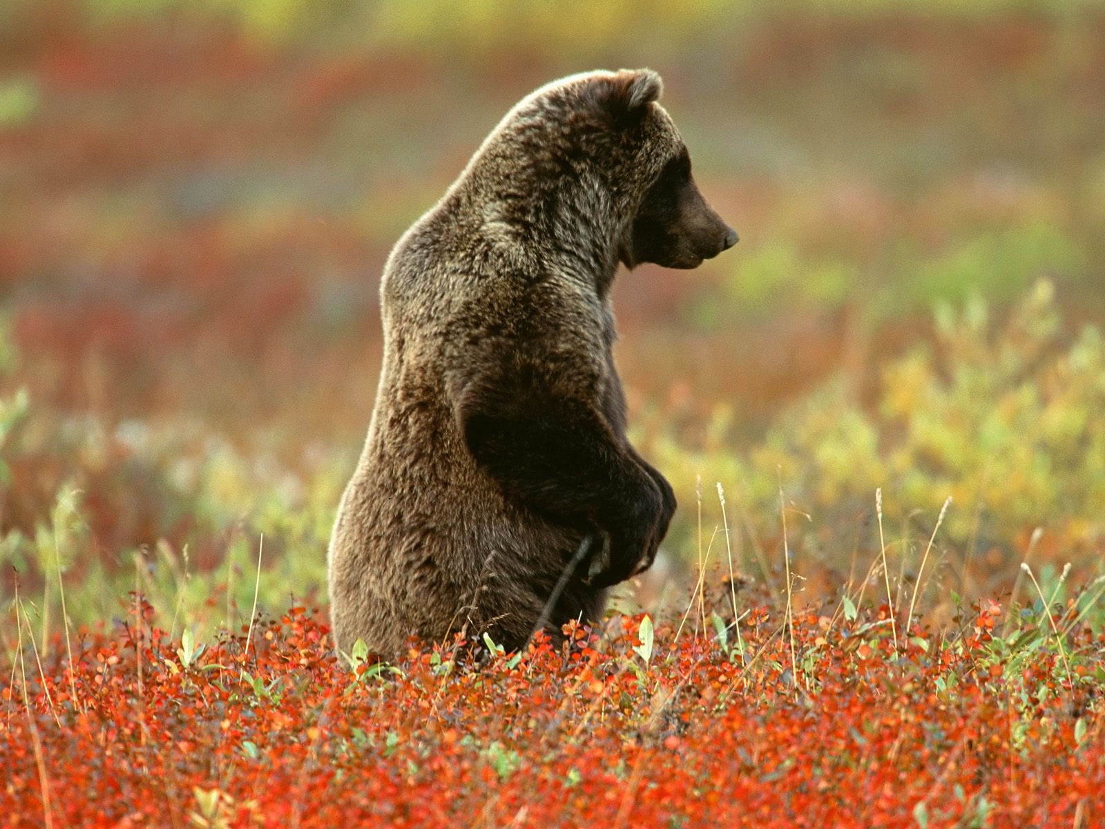 Grizzly-Bear-Denali.jpg