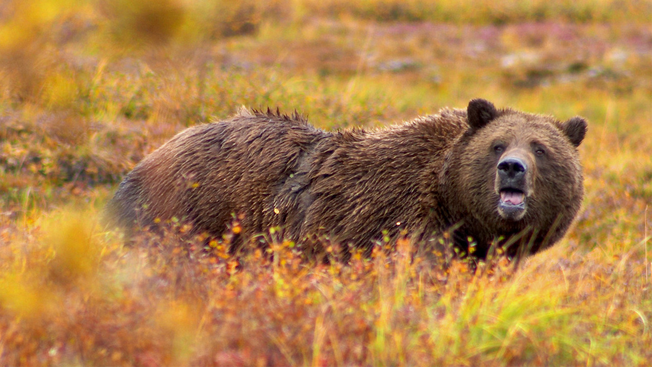 Grizzly_Denali.jpg