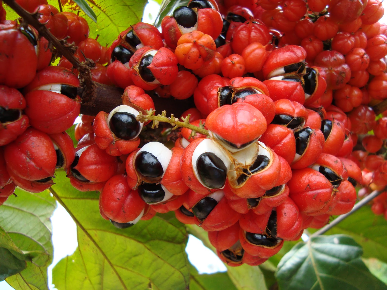 guarana.jpg