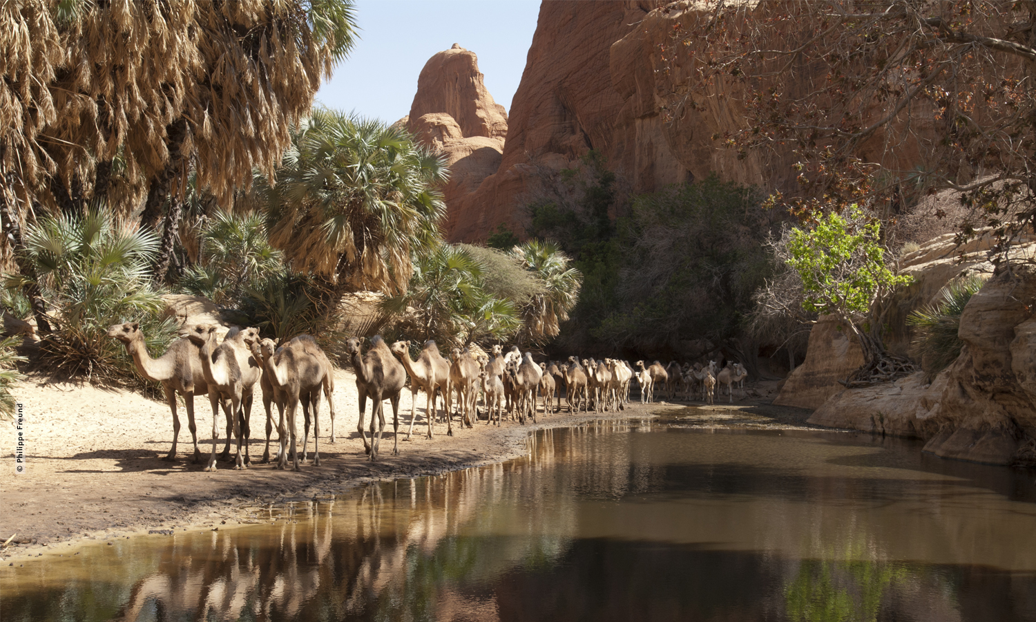 Guelta de Bachik+®l+® avec chameaux.jpg