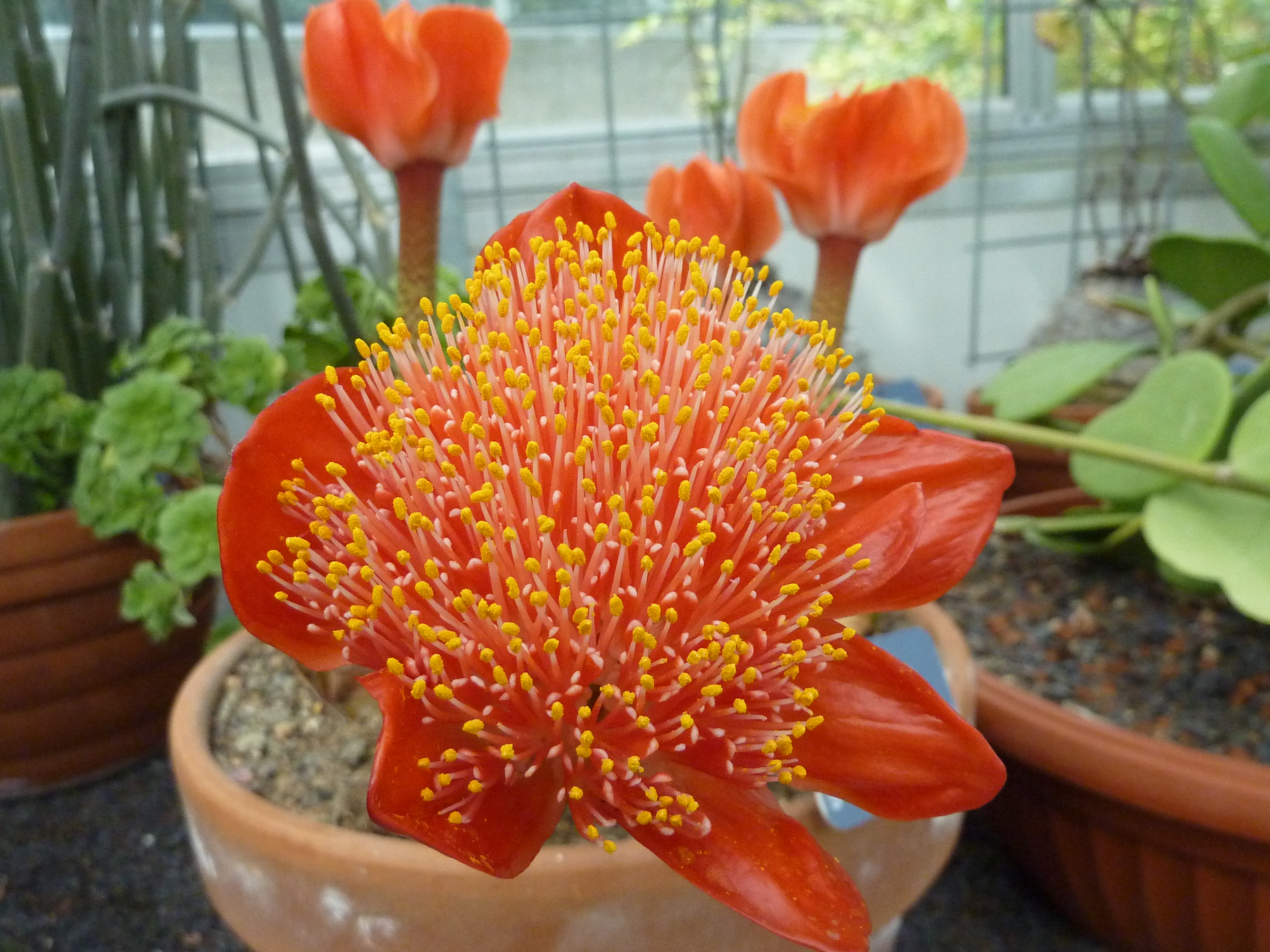 Haemanthus_coccineus_-_Basel_-_2.jpg