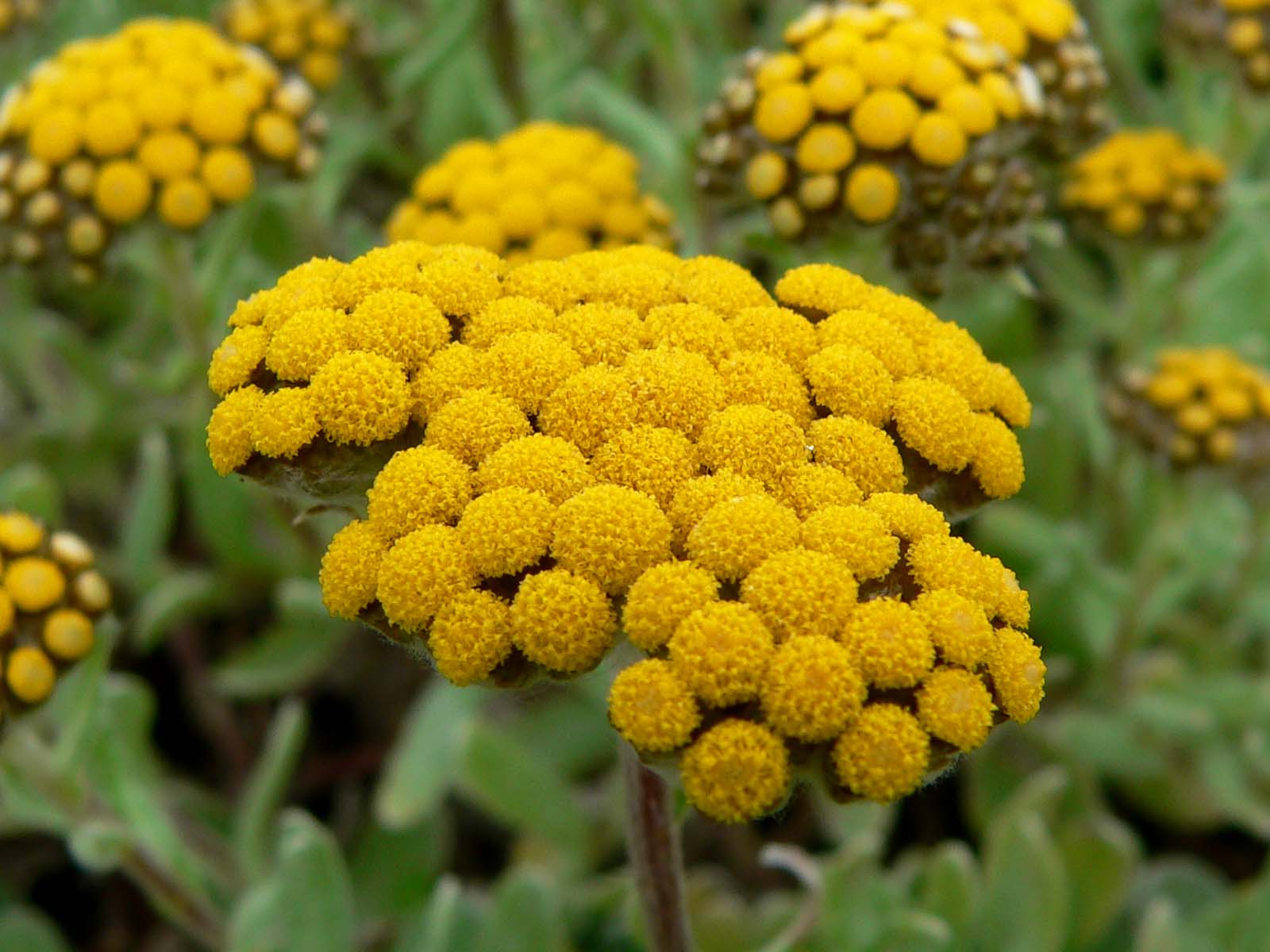 Helichrysum_basalticum_2.jpg