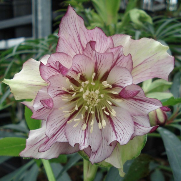 Hellebore-double-Picotee-691438-1_1.jpg