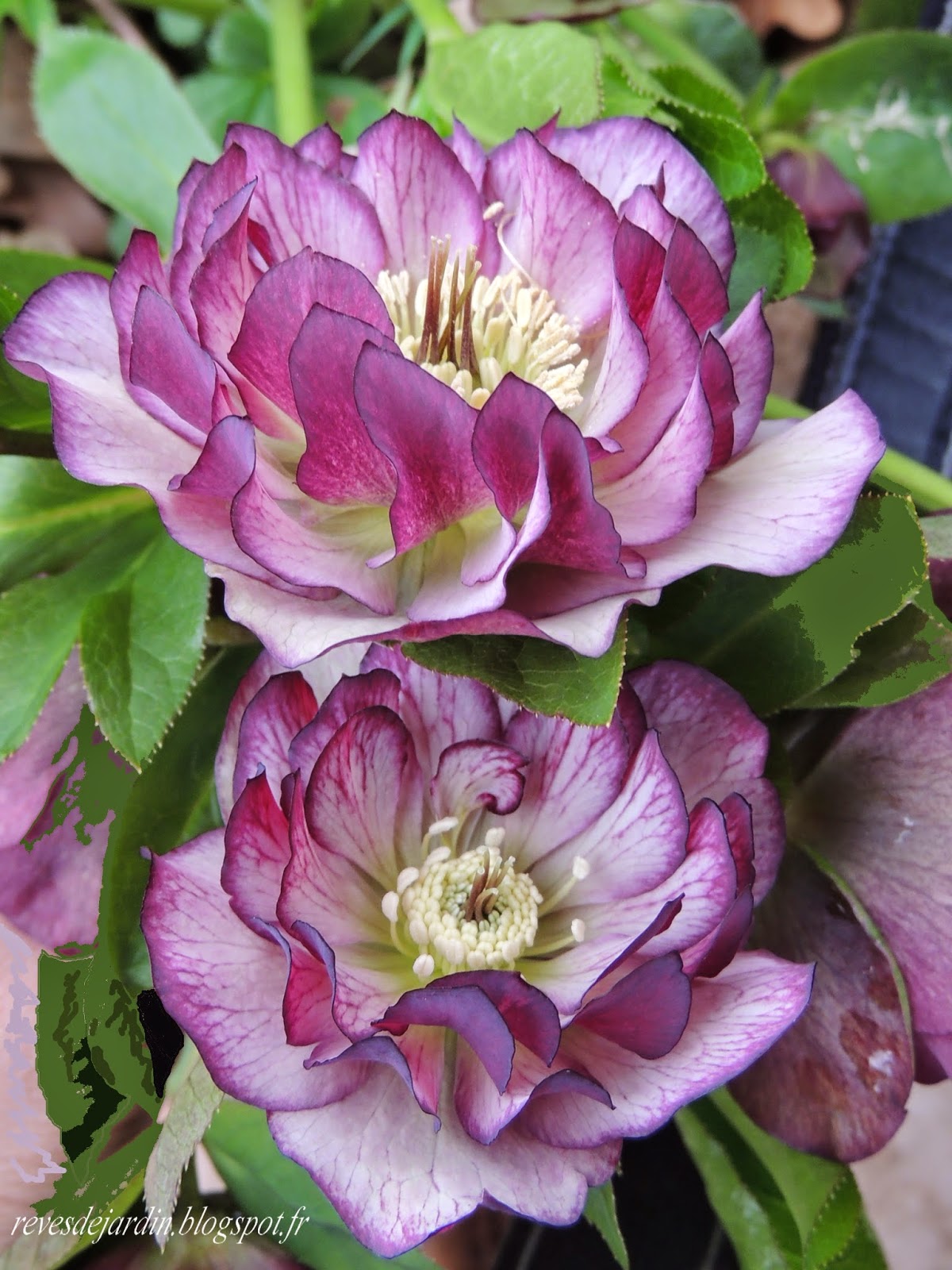 hellebores doubles.JPG