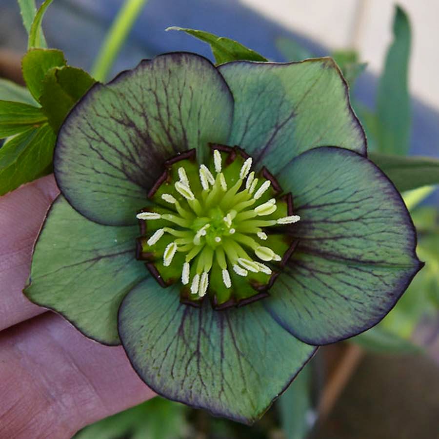 Hellebores+Flower+23.jpg