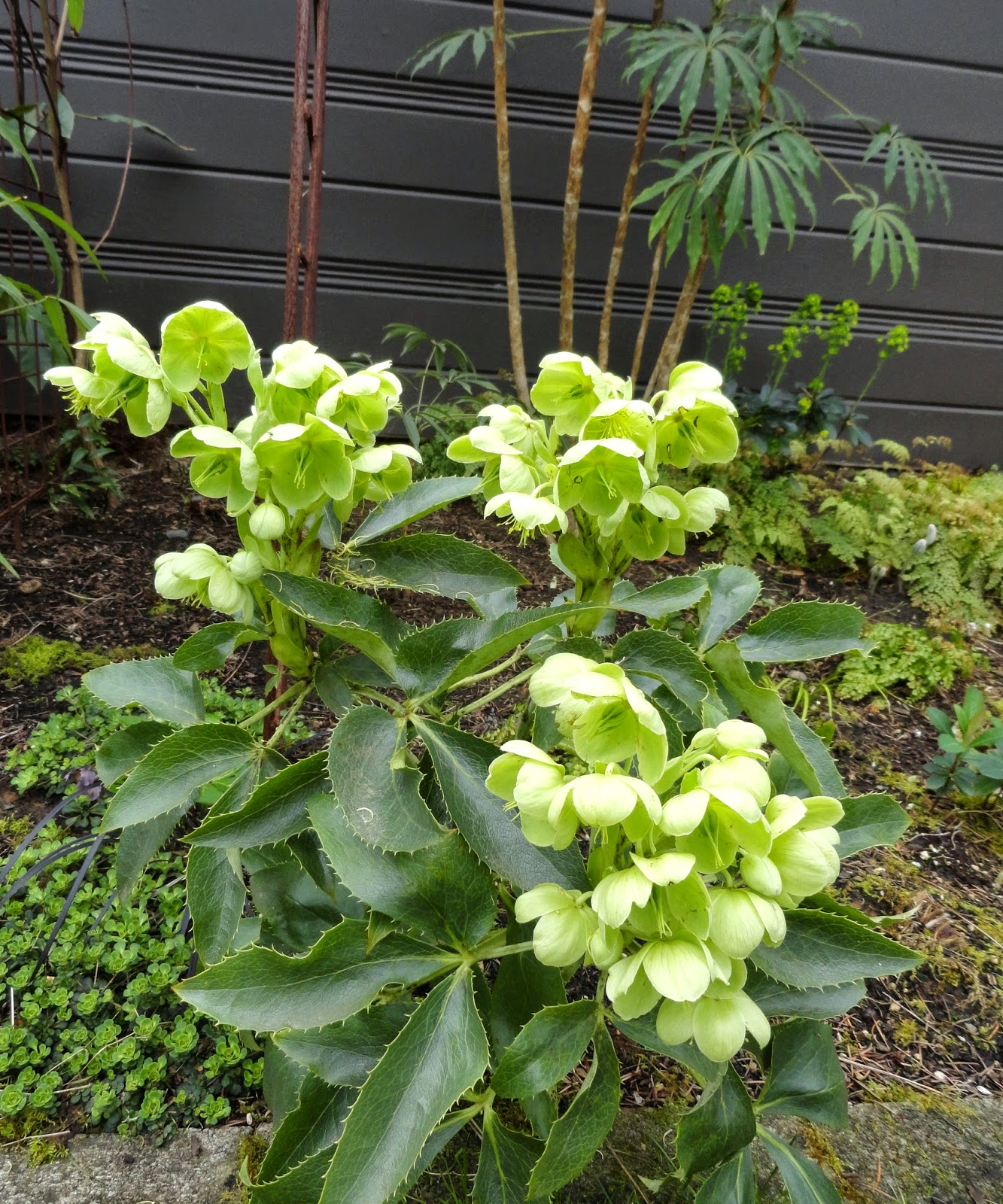 Helleborus+argutifolius.JPG