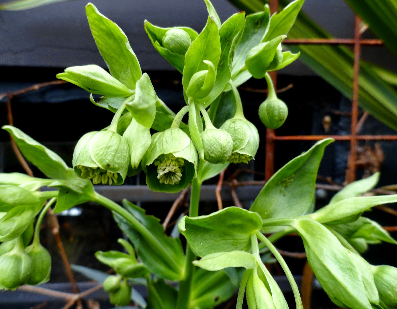 Helleborus+foetidus.JPG