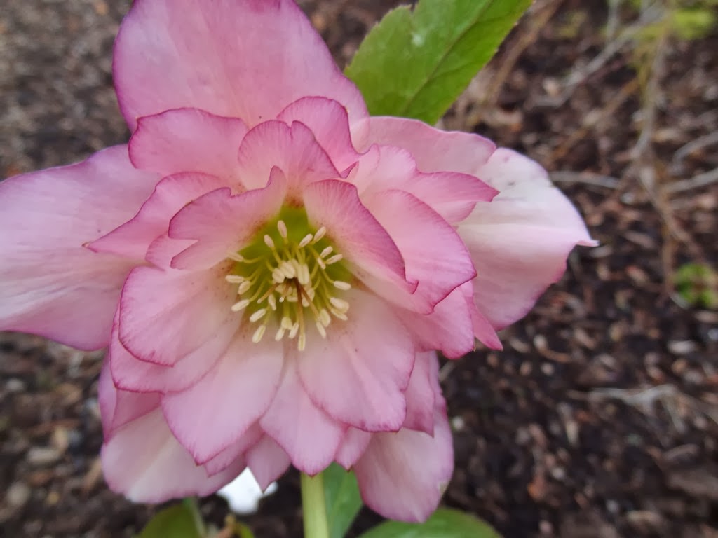 Helleborus.hybridus.%23102.1.jpg