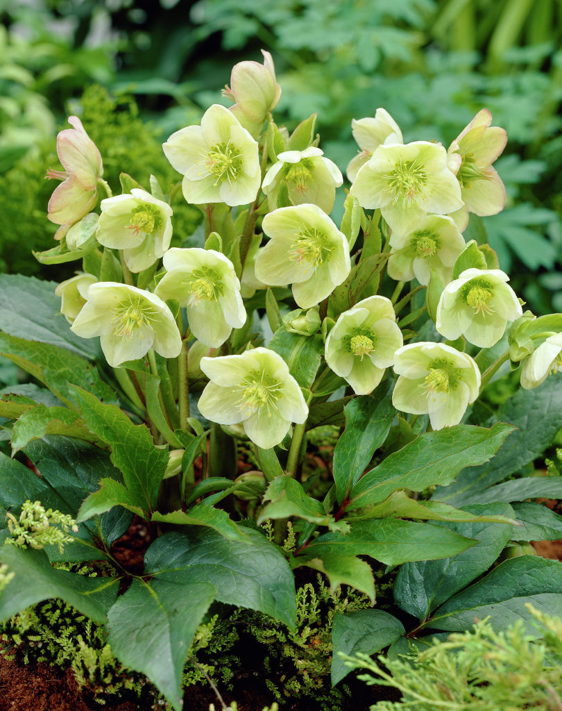 Helleborus-nigercors_11106_1280_1280.jpg