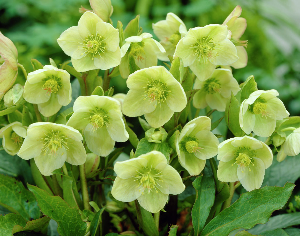 Helleborus-nigercors_11108_1280_1280.jpg