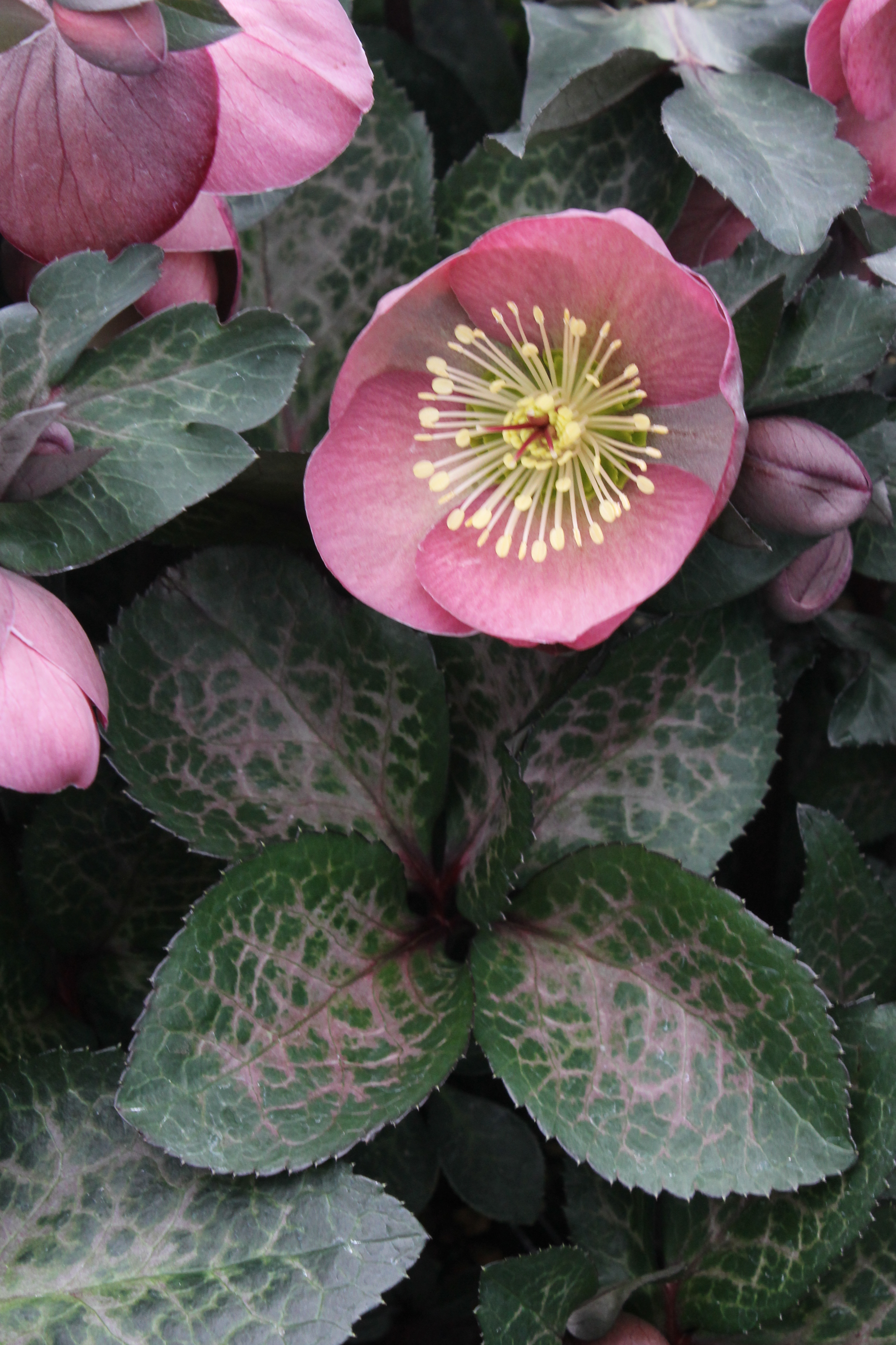 Helleborus-Pennys-Pink.jpg