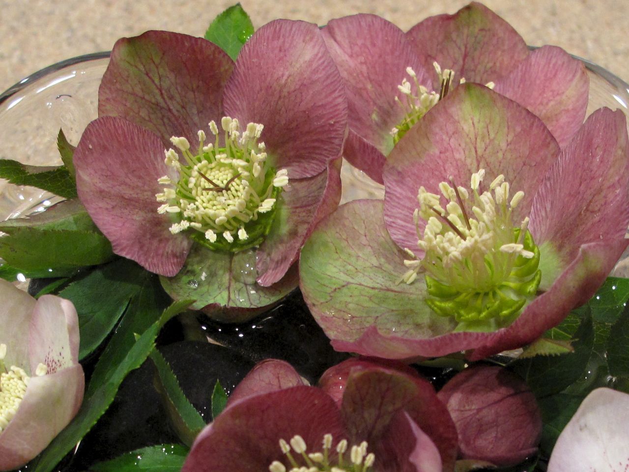 helleborus-x-hybridus-lenten-rose-2.jpg