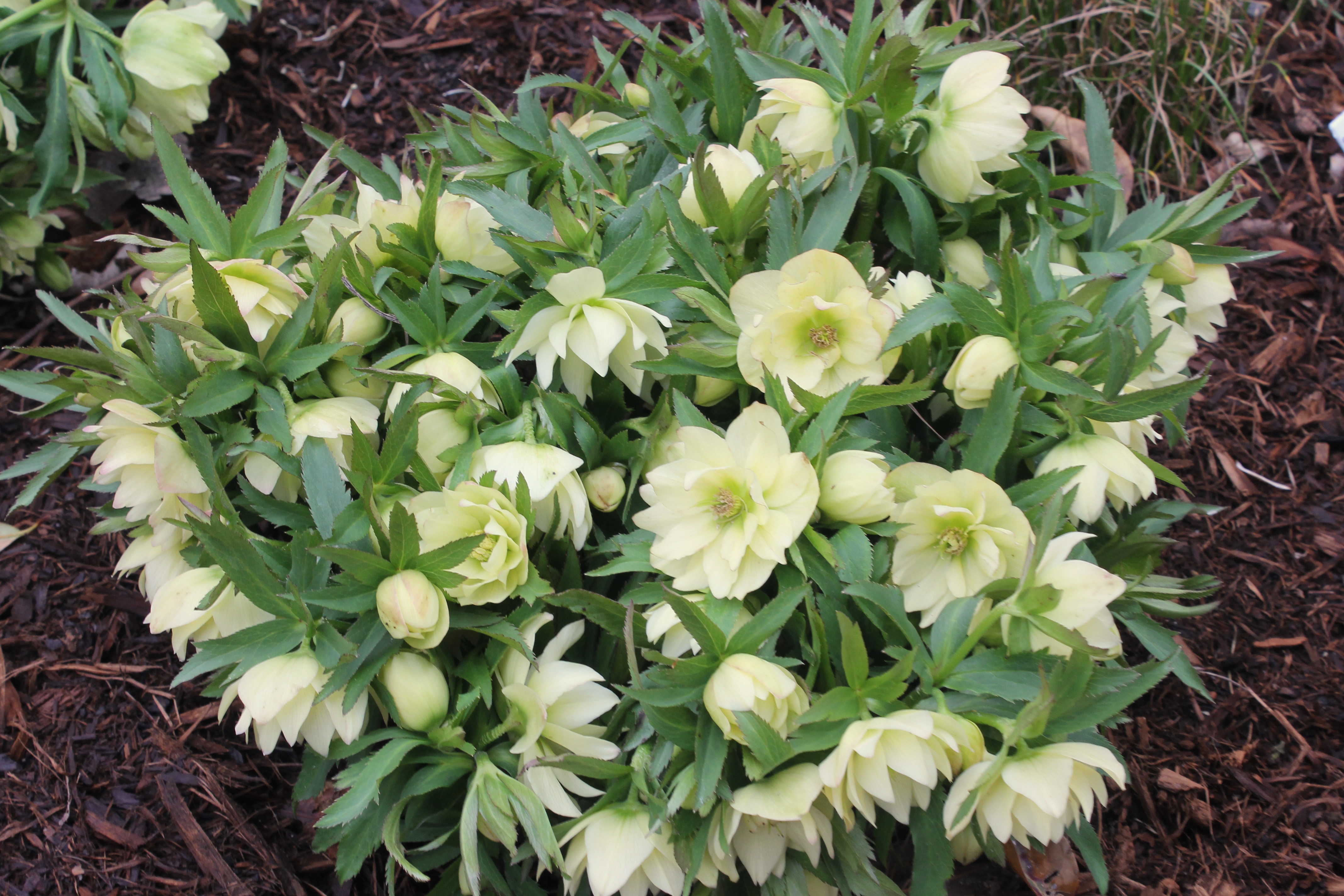 Helleborus-x-hybridus-PDN160C.3-Golden-Lotus.jpg