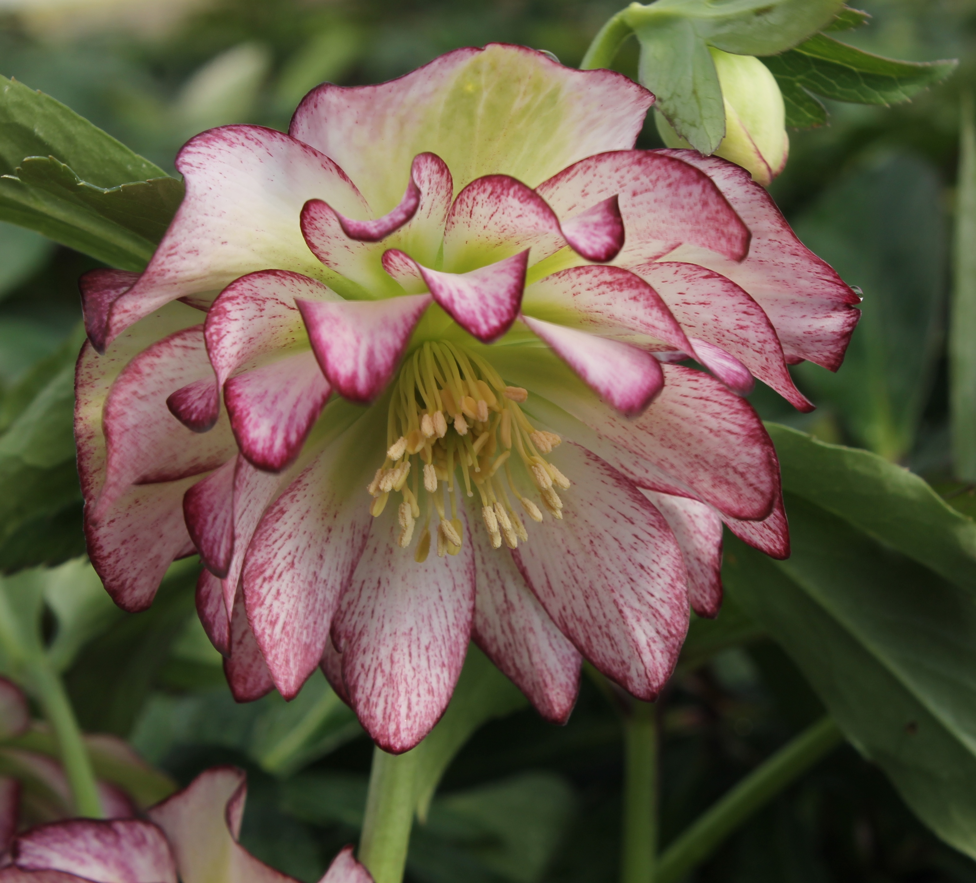 Helleborus-x-hybridus-Rose-Quartz.jpg