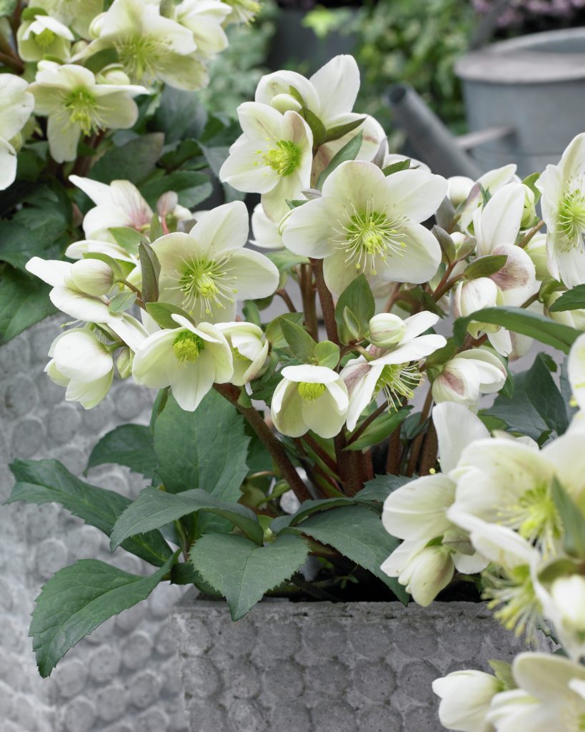 Helleborus_x_nigercors_Candy_Love_229295_24402_1280_1280.jpg