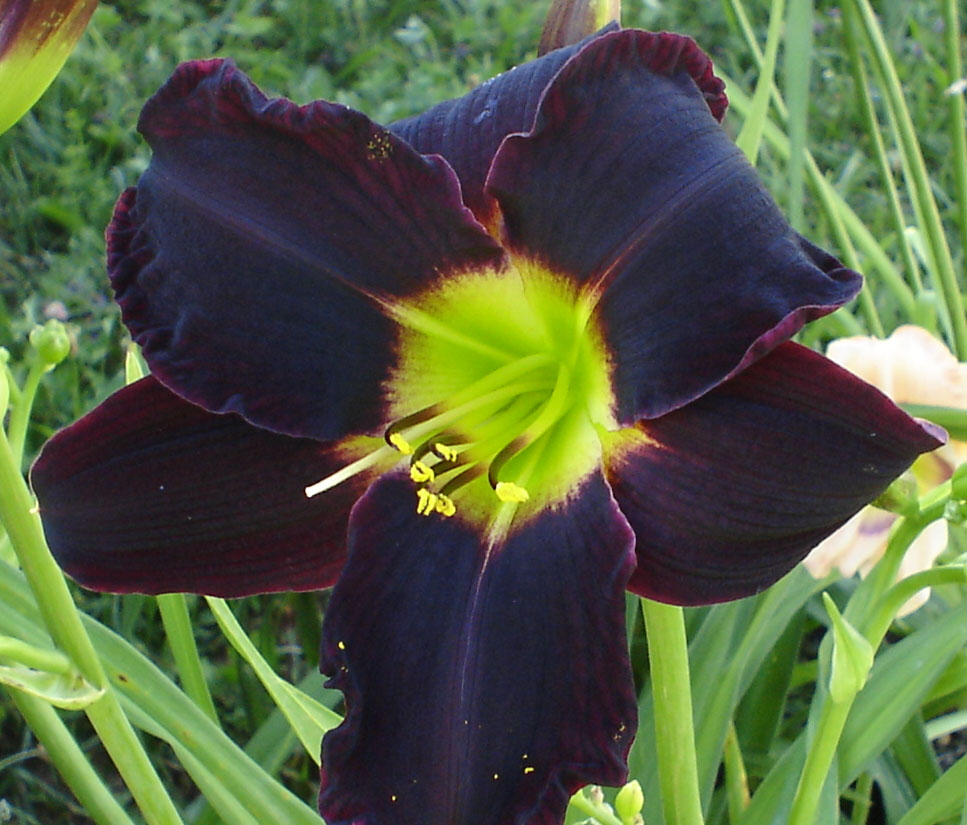 Hemerocallis_Jungle_Beauty.jpg