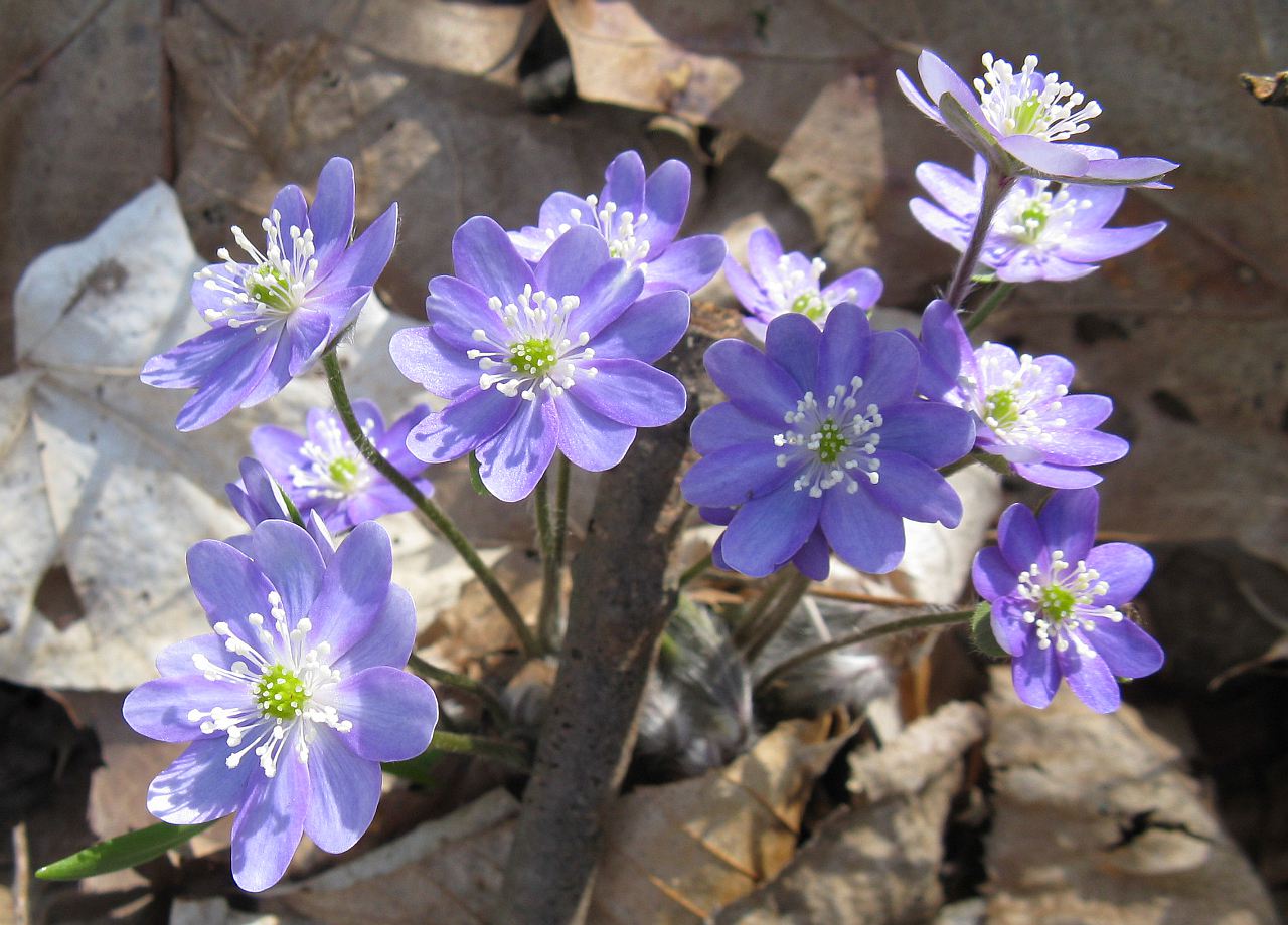 Hepatica-acutiloba.jpg