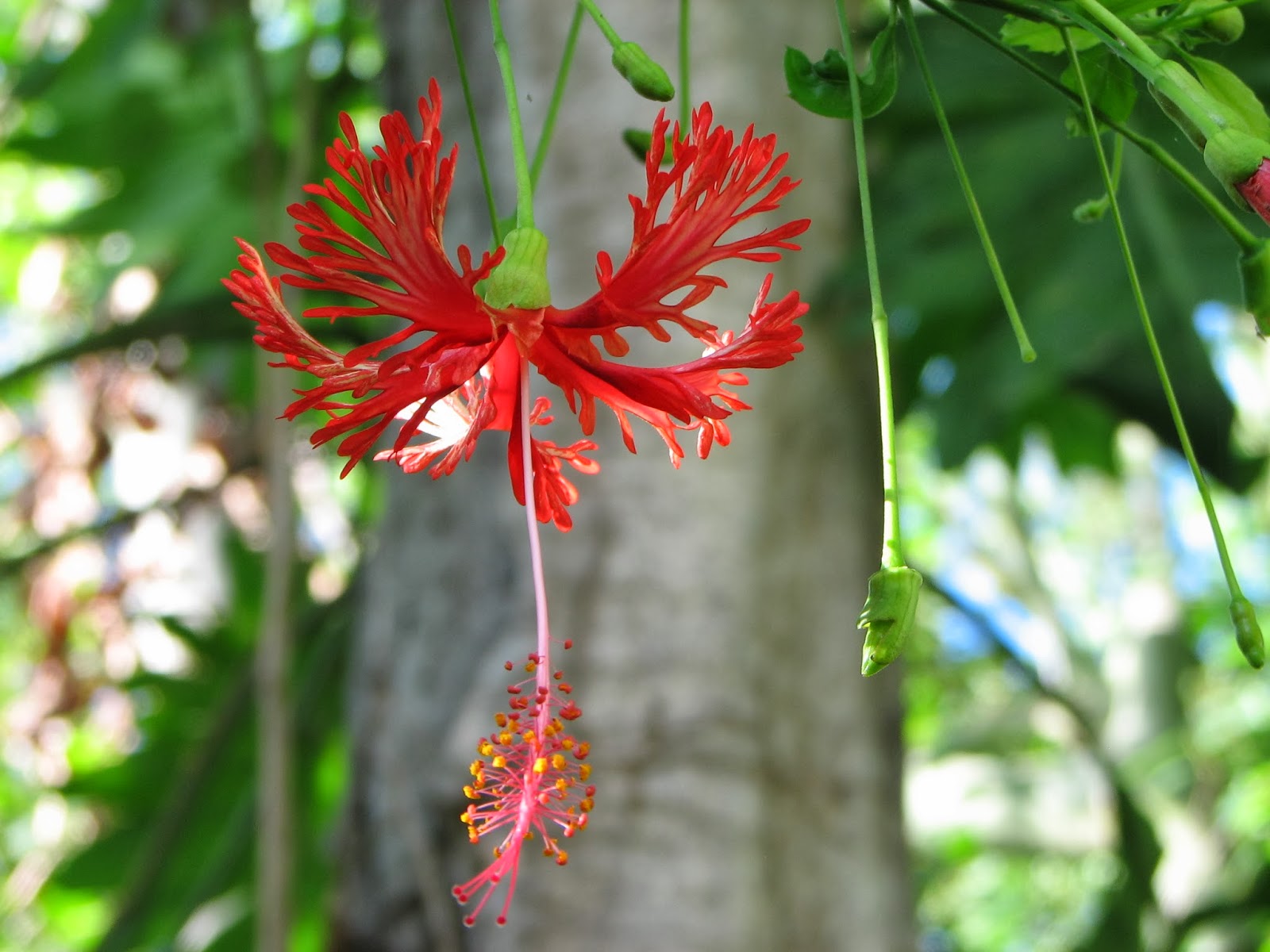 Hibiscus schizopetalus - Japanese Lantern 3.JPG