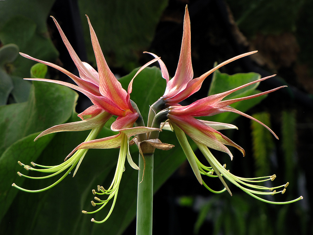 Hippeastrum-cybister.jpg