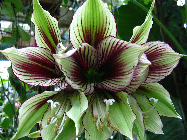 Hippeastrum_papilio_(4).jpg