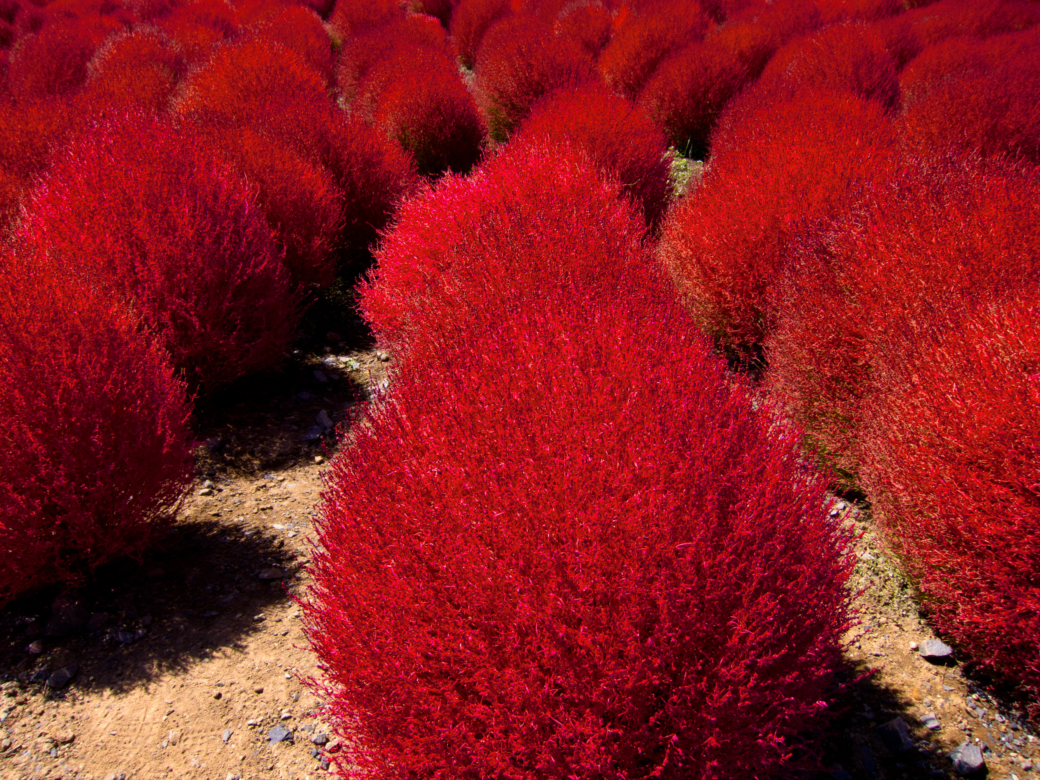 hitachi-seaside-park-kochia-summer-cypress-red-close-up.jpg