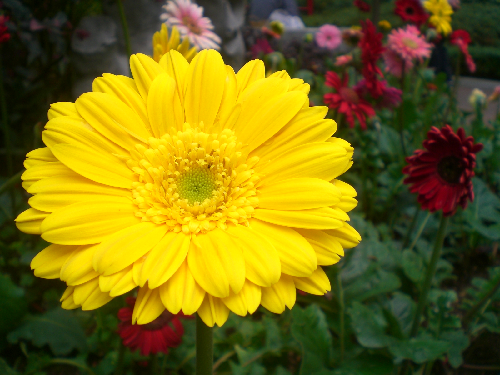 HK_Sheung_Wan_Hollywood_Road_Park_Flower_in_Yellow.JPG