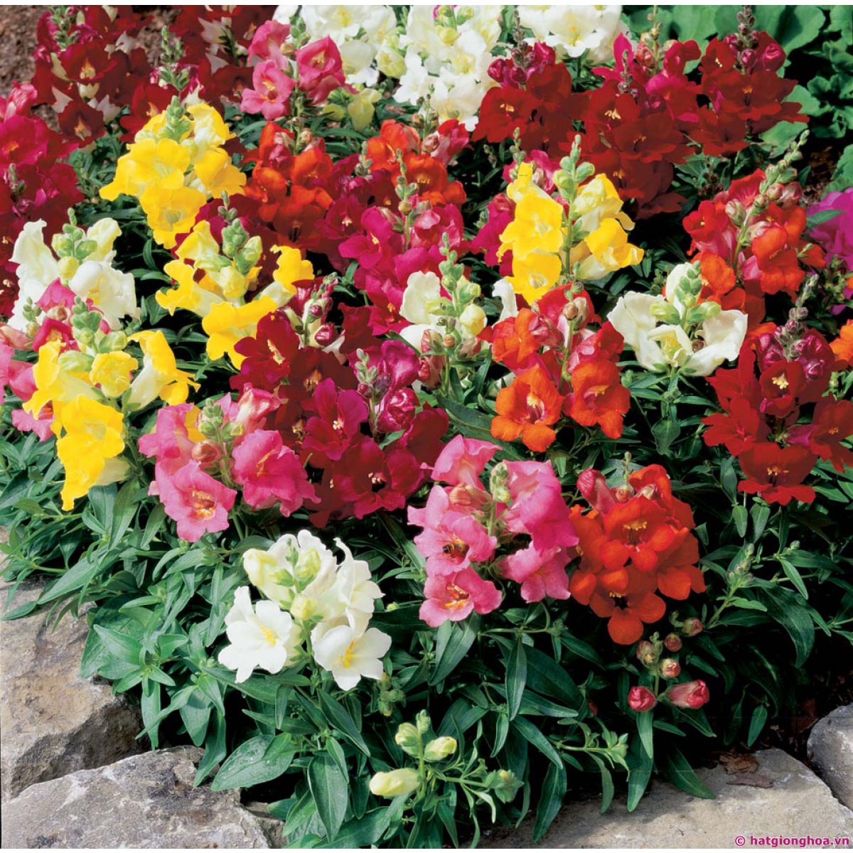 hoa-mom-soi-antirrhinum-mix-rat-dep_1.jpg