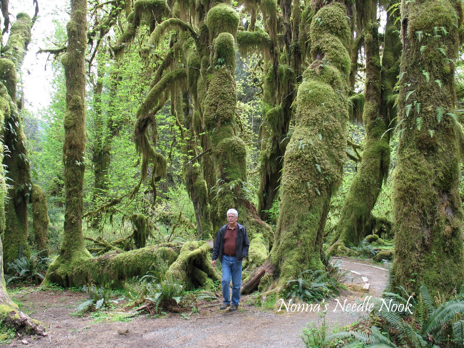 Hoh Rain Forest@.jpg