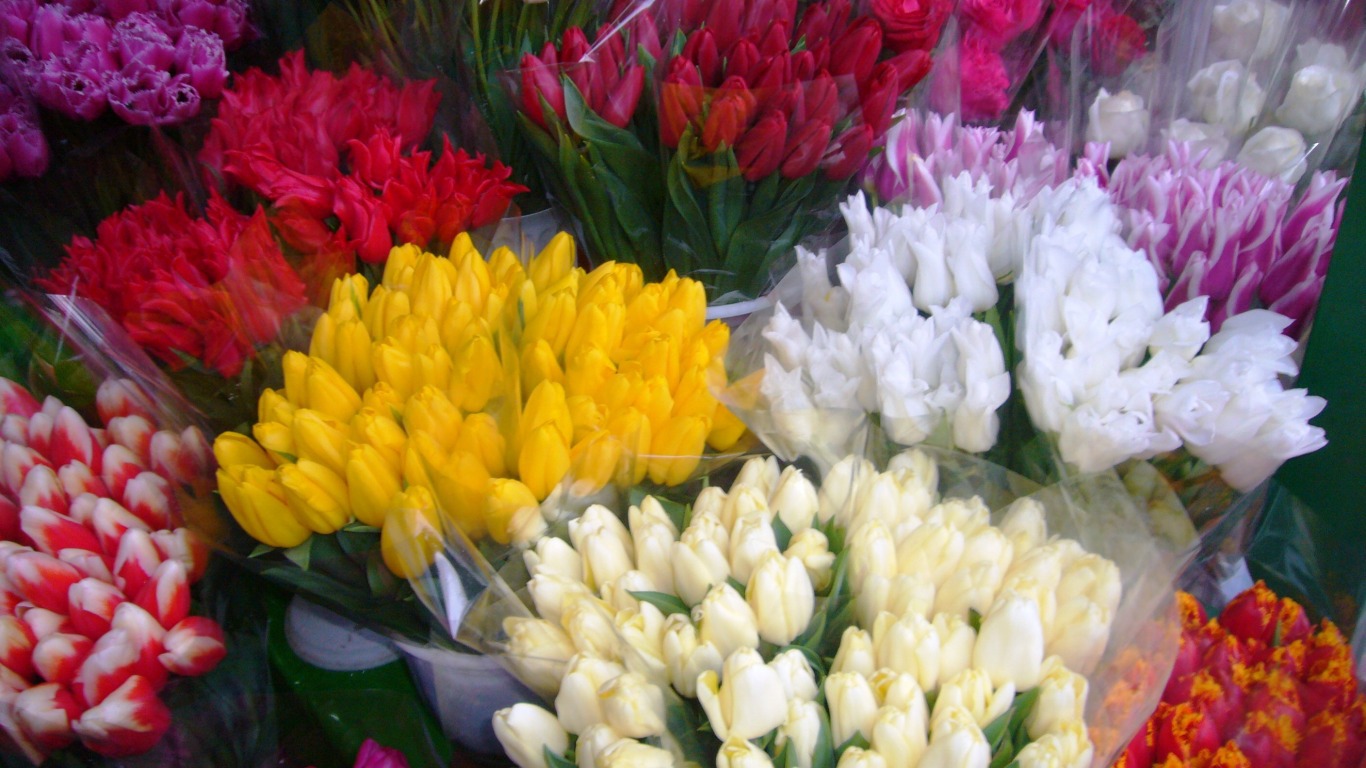 Holidays___International_Womens_Day_Bouquet_of_beautiful_tulips_on_March_8_097053_.jpg