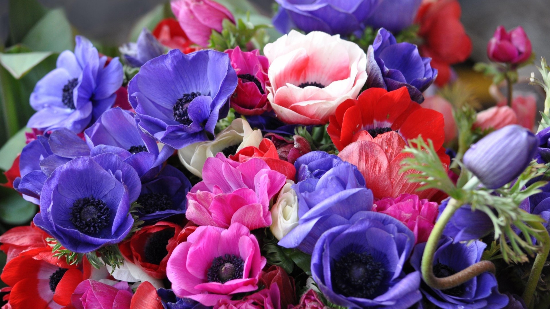 Holidays___International_Womens_Day_Bright_bouquet_on_March_8_057090_.jpg