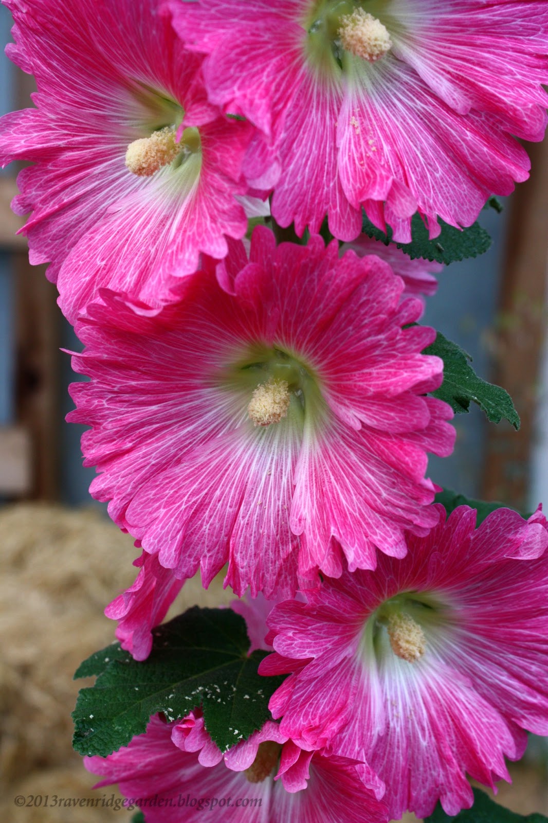 hollyhocks in greenhouse.jpg