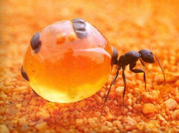 Honeypot-Ant.jpg