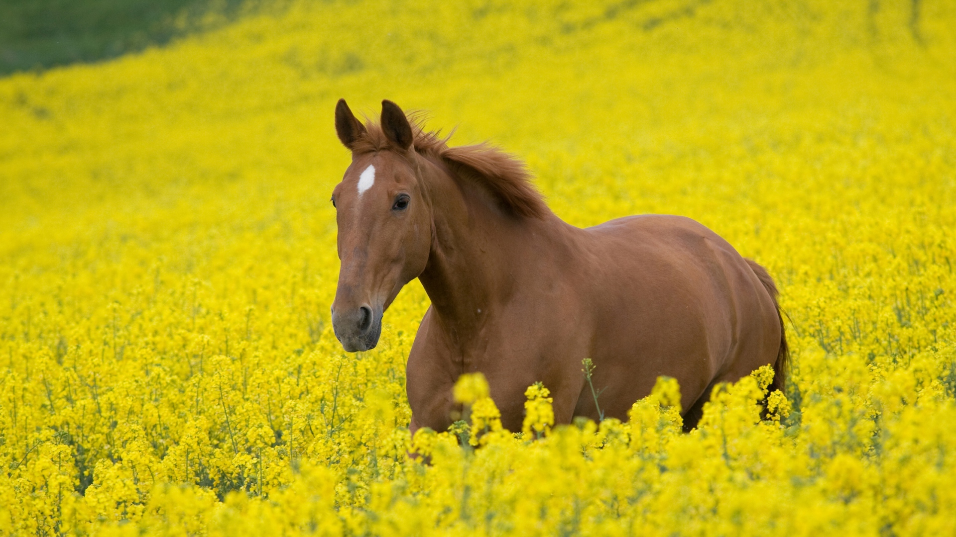 horse_flowers_golf_walking_nature_landscape_52479_1920x1080.jpg