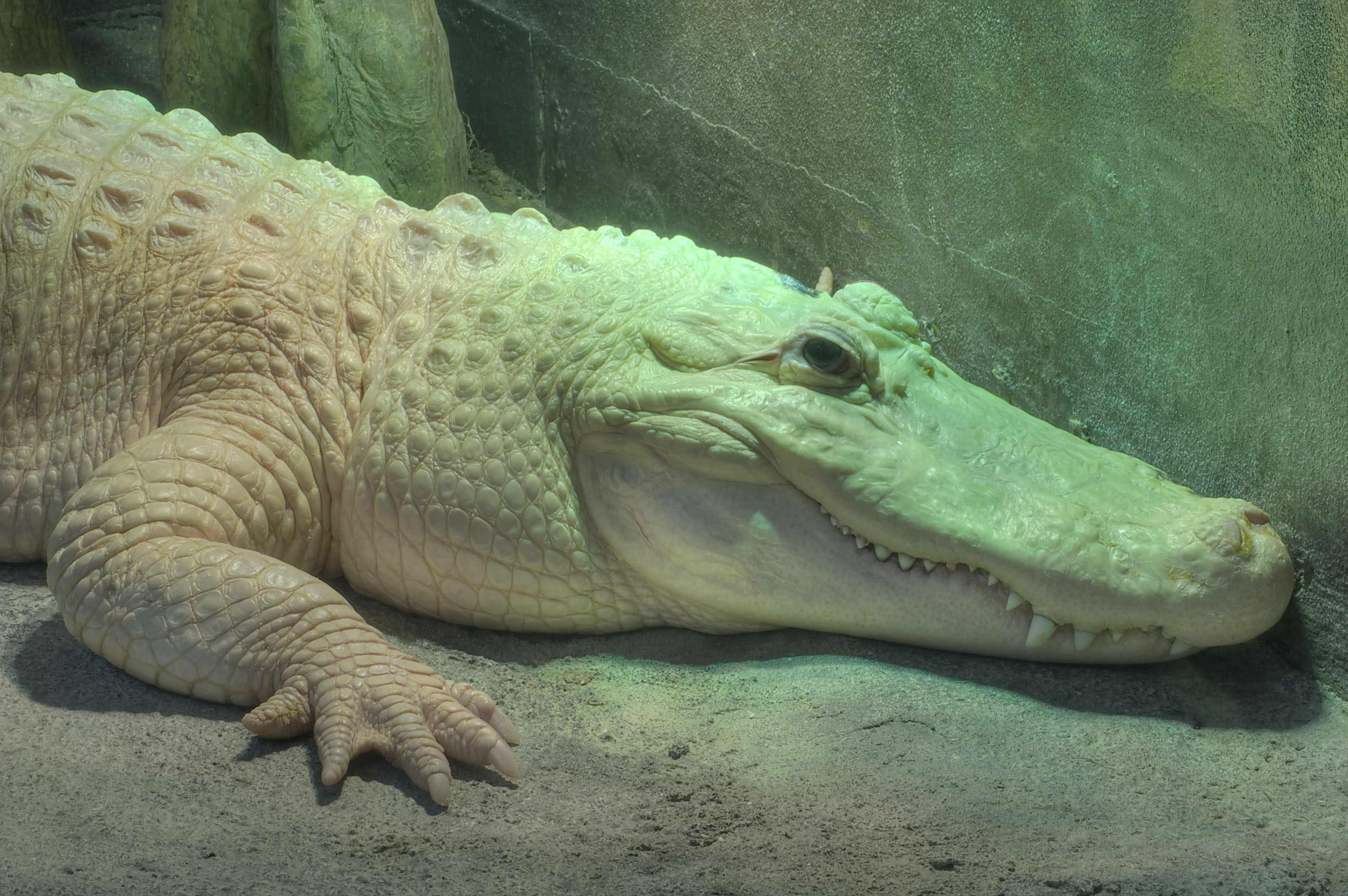 houston_calvert_texas-white_alligator_houston_zoo_houston.jpg