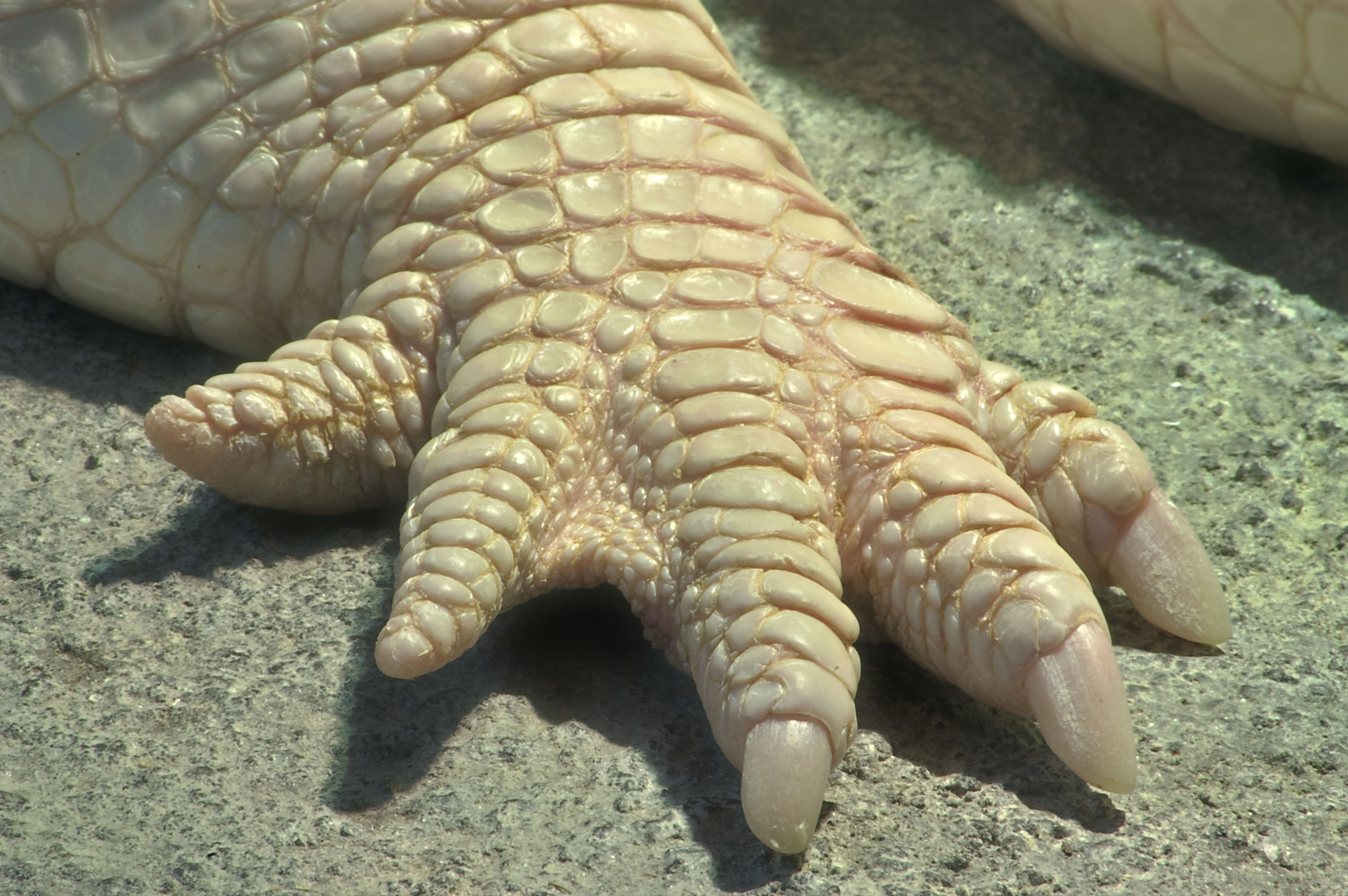 houston_calvert_texas-white_alligator_paw_houston_zoo.jpg