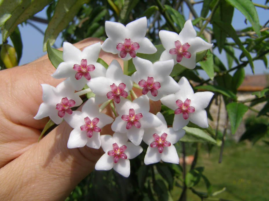 hoya bella.jpg