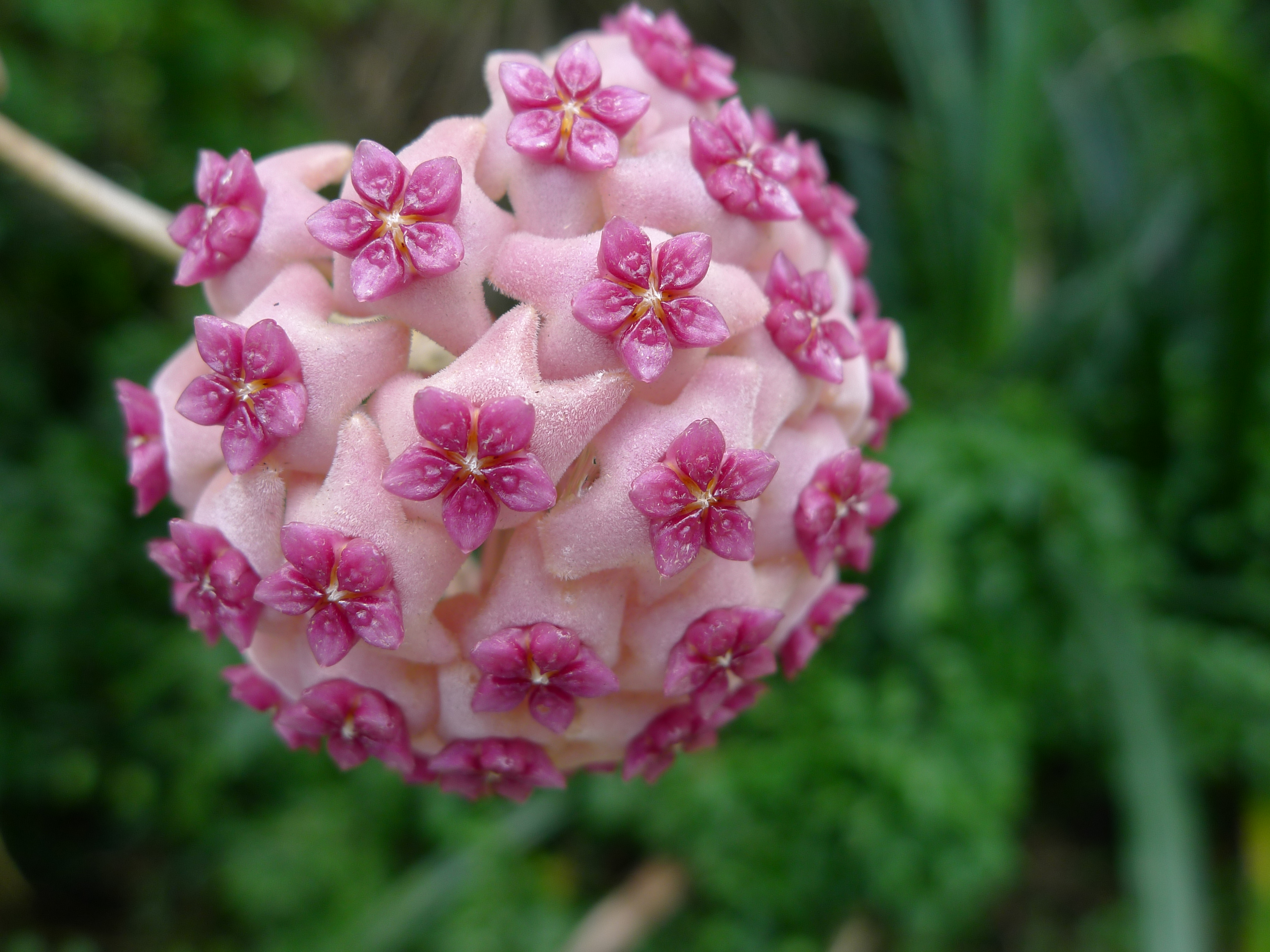 Hoya_aldrichii_2.jpg