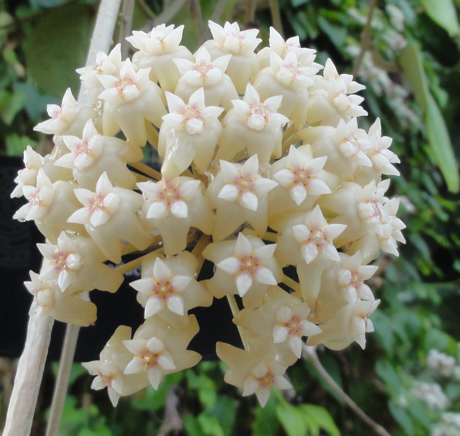 Hoya_loyceandrewsiana_inflorescence.JPG