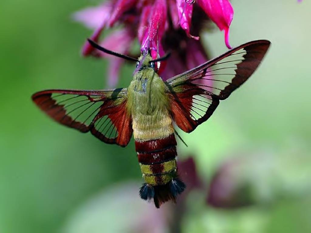 hummingbird-clearwinged-moth.jpg
