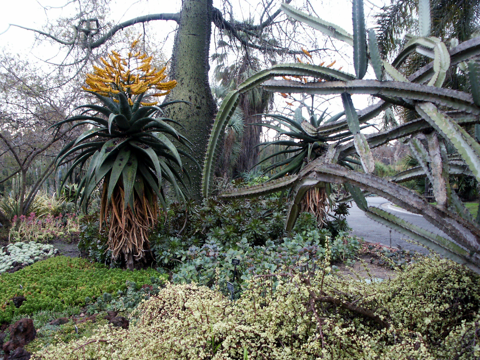 Huntington_Desert_Gardens_Aloe_Marlothii_&_friends.jpg