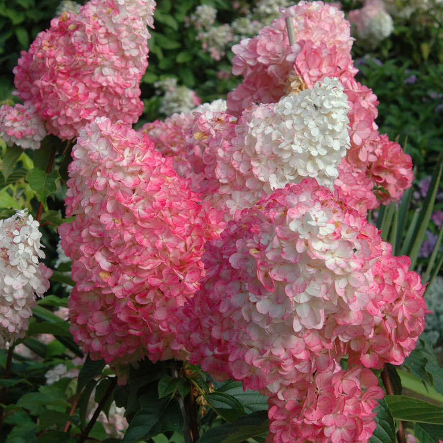 Hydrangea Vanilla Strawberry.jpg