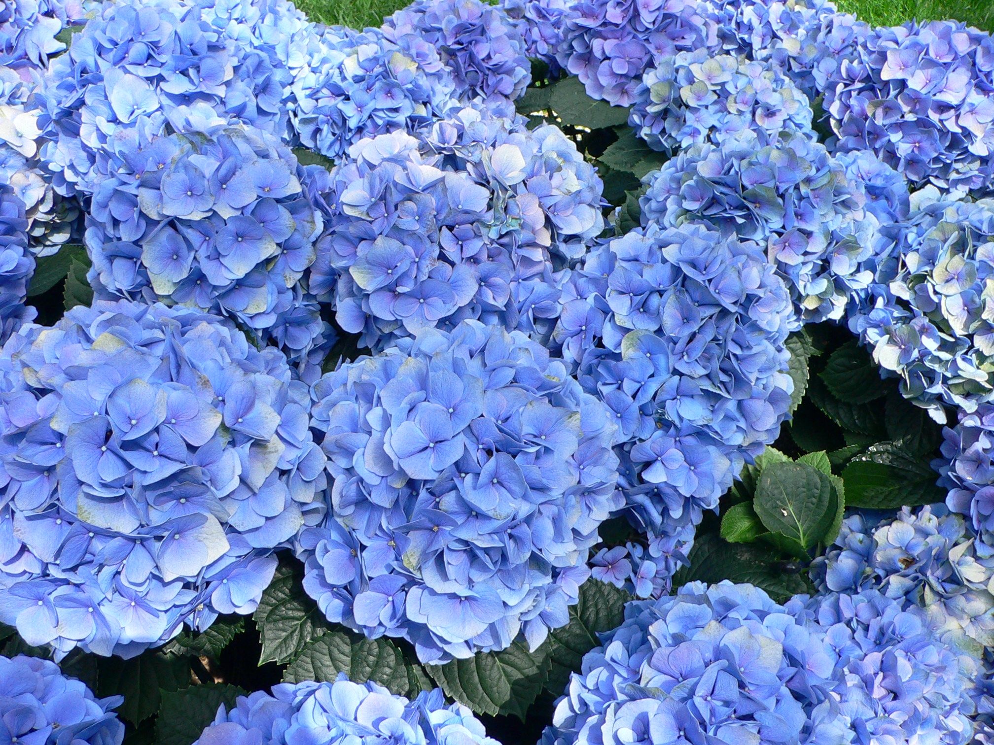 Hydrangea_macrophylla_-_Hortensia_hydrangea.jpg