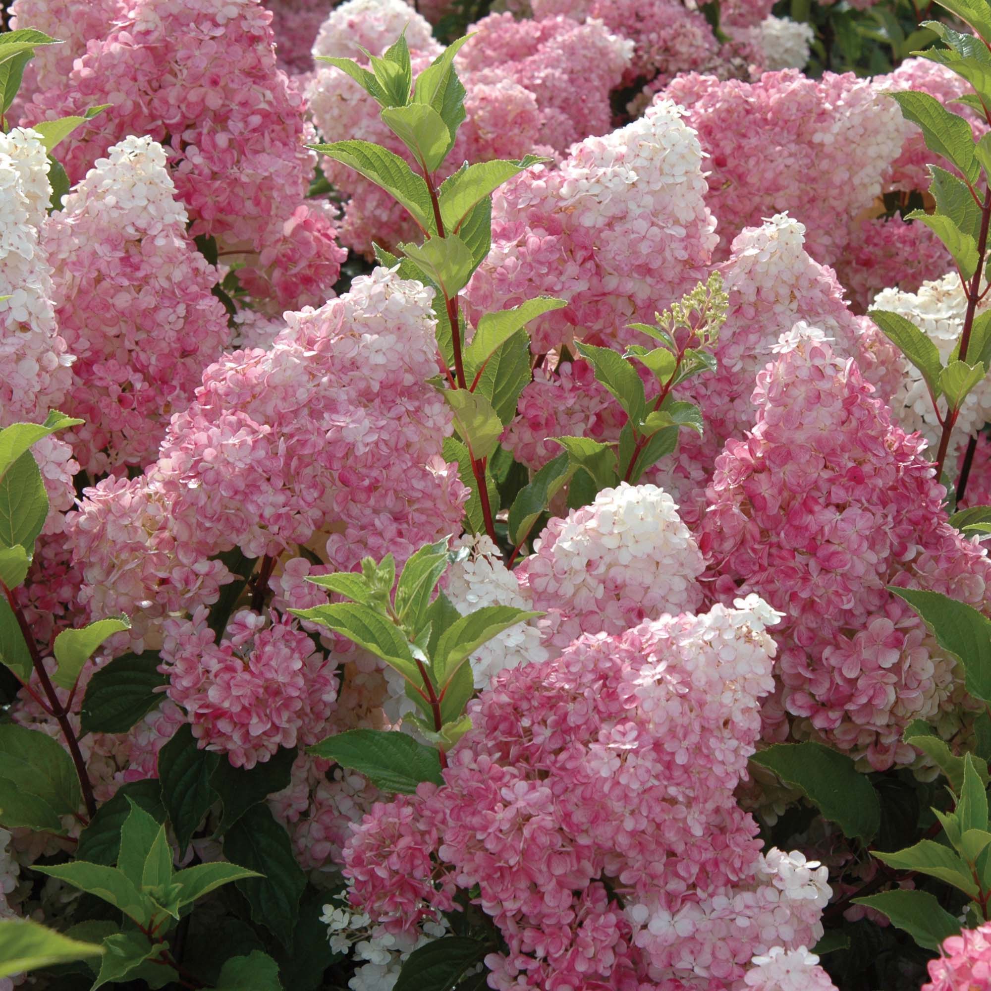 Hydrangea_paniculata_Vanille_Fraise.jpg