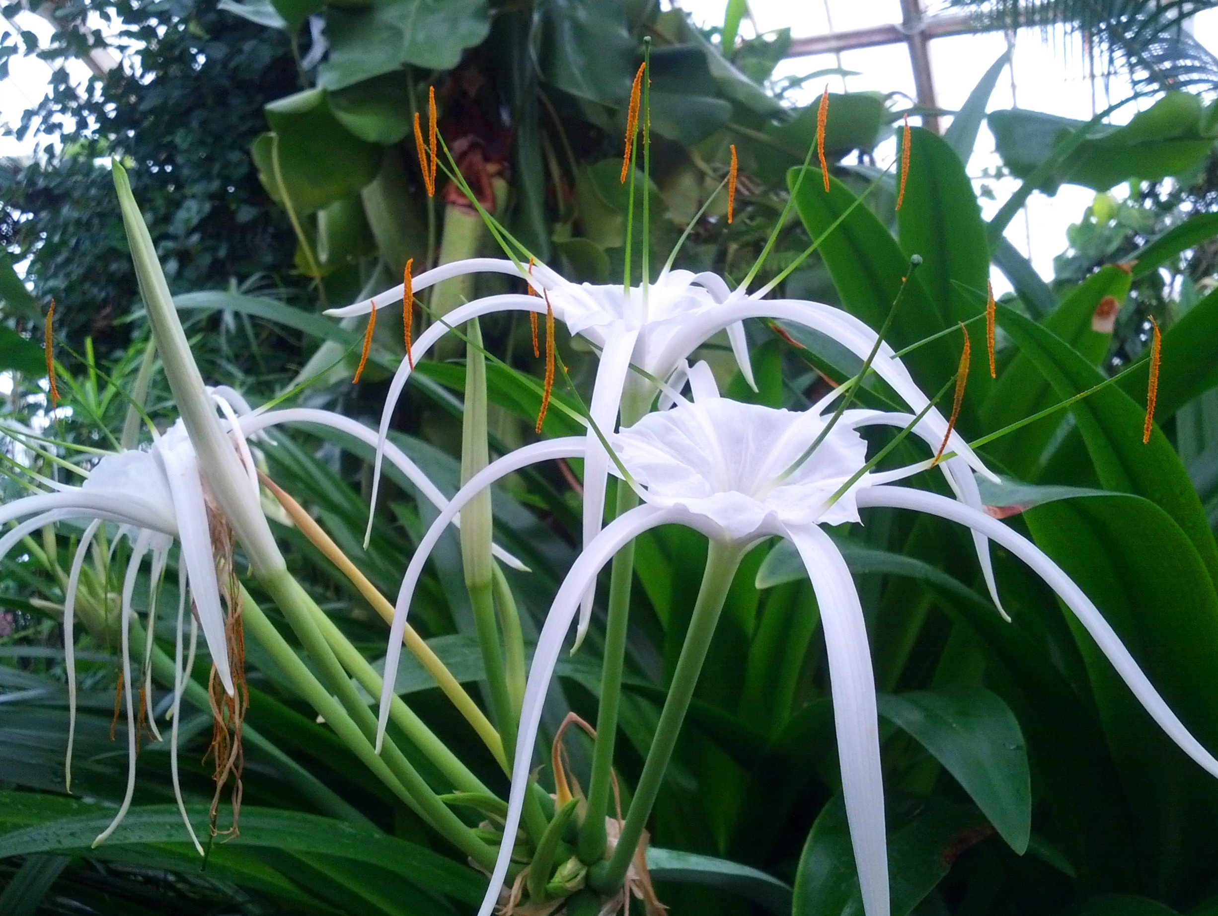 Hymenocallis_Caribaea.jpg