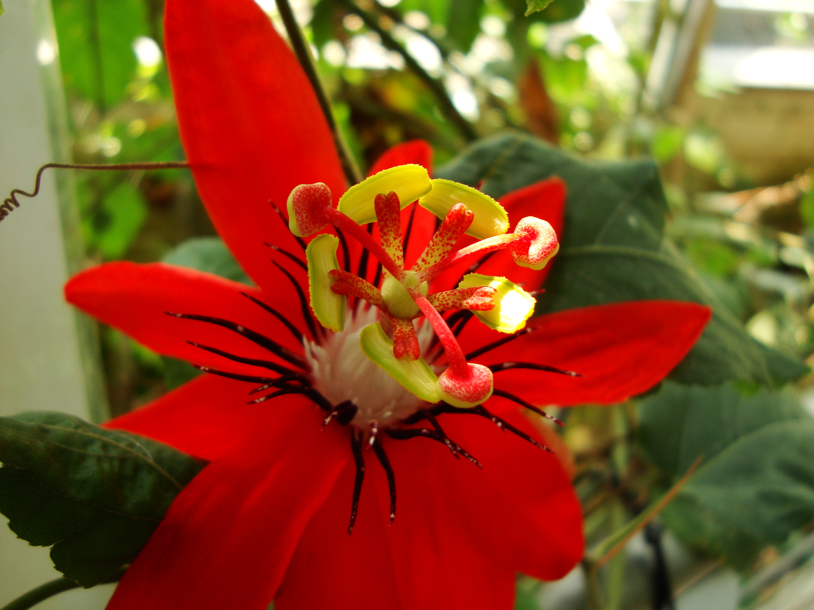 IKAl_Passiflora_coccinea_1.jpg